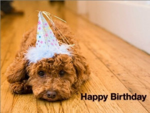 ... dog happy birthday smiling dog happy birthday dog happy birthday polo