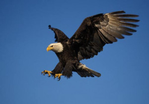 bald eagle pennsylvania bald eagles bald eagle wing photograph bald