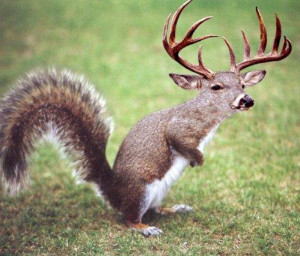 Funny Squirrel Wear Deer Dress
