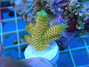 Tequila Sunrise Millepora Very Very Limited LIMIT 1