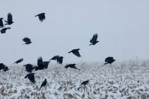 flock of crows taking flight over corn field in winter