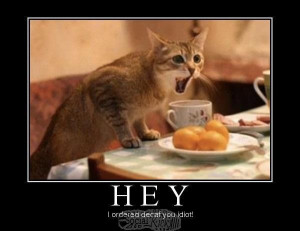 Angry Cat Wants Decaf