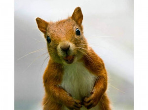 Cute Squirrels Click on this link to go back