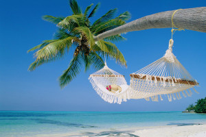 Hammock on palm Wallpapers Pictures Photos Images