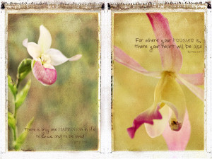 Orchid Quotes