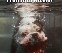 bull-dog-cute-dog-finding-nemo-funny-quote-106404.jpg