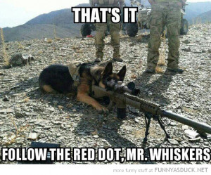 funny-pictures-sniper-dog-gun-shooting-cat.png