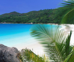 new-lovely-beach-tropical-palm-beach-wallpaper.jpg
