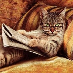 ... Reading, Glasses, Funny Cat, Book, Funny Stuff, Funny Quotes, Humor