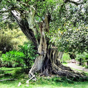 the tree of life movie quotes