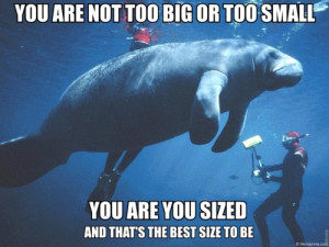 manatee calming manatee