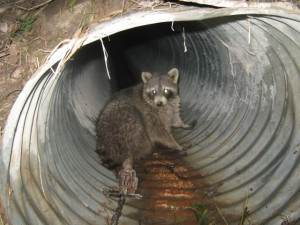 this set caught this coon snared coon 220 blind set