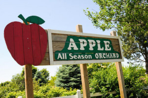 Apple Orchard in Woodstock Gleefully reciting Bill Murray quotes ...