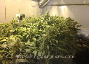 Marijuana grow journal – K2