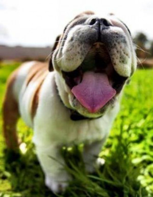 Bulldog. I mean wouldn't you want this dog?!?!: Cute Bulldogs, Bulldog ...