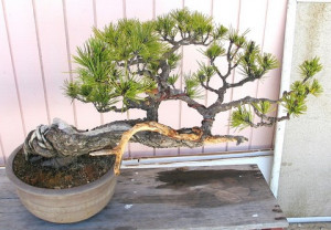 black people in ancient japan