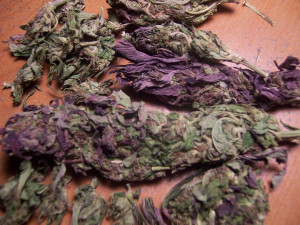 Home » Weed Buds » Purple Bud Picture 326