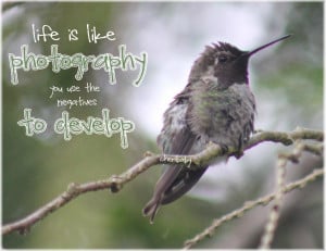 Hummingbird Quotes And Sayings
