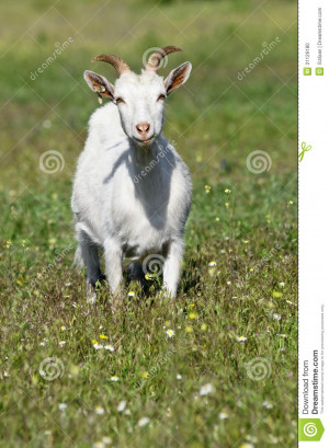 Funny Goat Pictures Funny goat on the meadow