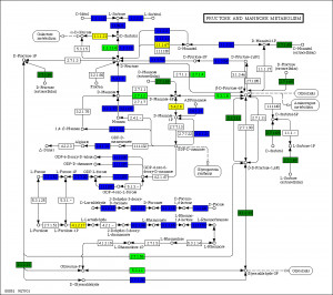 Fructose Metabolism Pathway