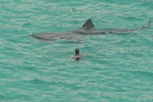 basking shark explores the waters of Porthcurno, Cornwall.