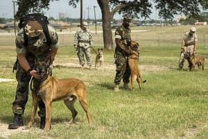 Lackland Afb Military Working Dogs | 090529 Military Working Dogs 6 ...