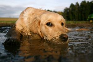 Golden Retriever in the Mud Doggies Dogs, Golden Retrievers, Golden ...