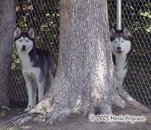 Siberian Husky Bookends