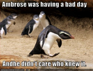 funny penguin picture of the day, yes you having a bad day