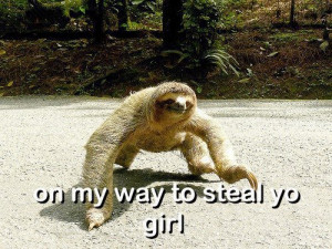 funny sloth pictures