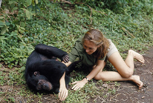 Photos of Jane Goodall interacting with chimpanzees in the wild ...