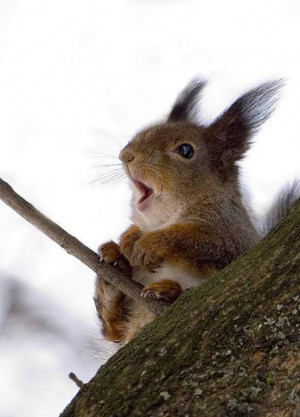 squirrel on a windy day.