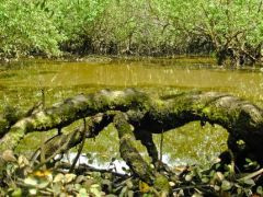 New research shows that mangroves store exceptionally more carbon than ...
