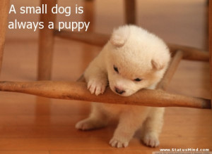 small dog is always a puppy - Cute and Nice Quotes - StatusMind.com