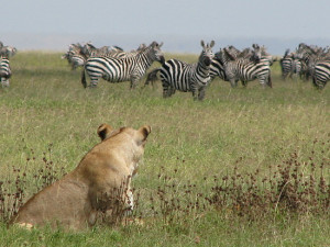 Lions watching zebra. Related Images