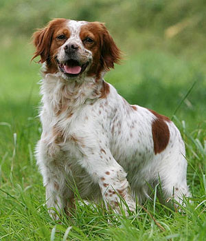Brittany Spaniel Wallpapers