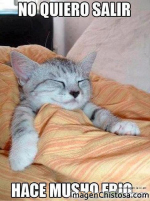 Imagenes chistosas de gatos 08 168x225