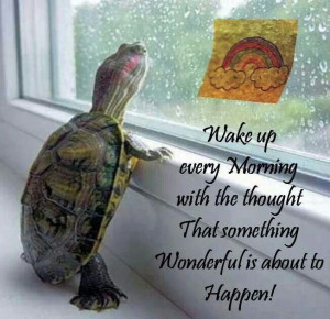 Morning Turtle Truth