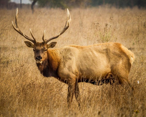 Tule Elk Reserve