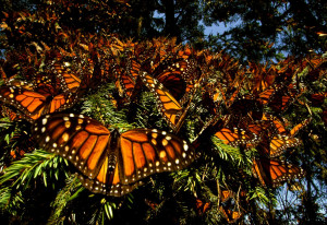 unveiling an ultra-closeup look at the intricate world of butterflies ...