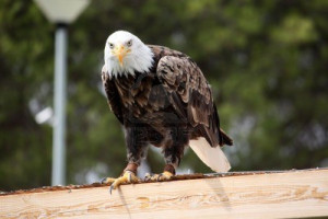 Cool American Bald Eagle