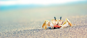 lonely beach crab Facebook cover