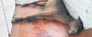 The stray horse which died inside the special ward of the Government ...
