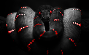 You are viewing a Reptiles Wallpaper