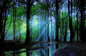 beautiful, forest, lake, light, nature, photography, shine, sun, tree ...