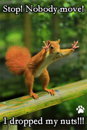 funny photo with caption squirrel stop nobody move i dropped my nuts