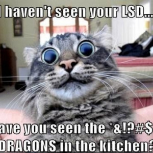 LSD Cat Has Seen One Too Many Dragons Today