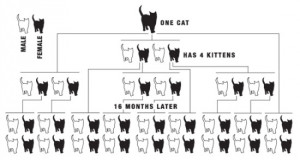 cat-over-population.jpg