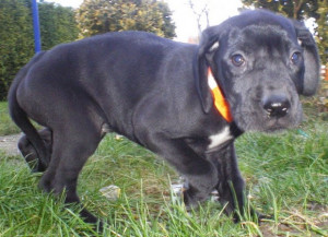 Blue Diamond Great Dane Fan...