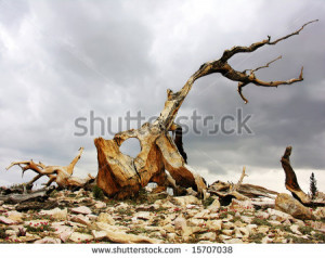 5000 Year Old Bristlecone Pine Tree HD Wallpaper